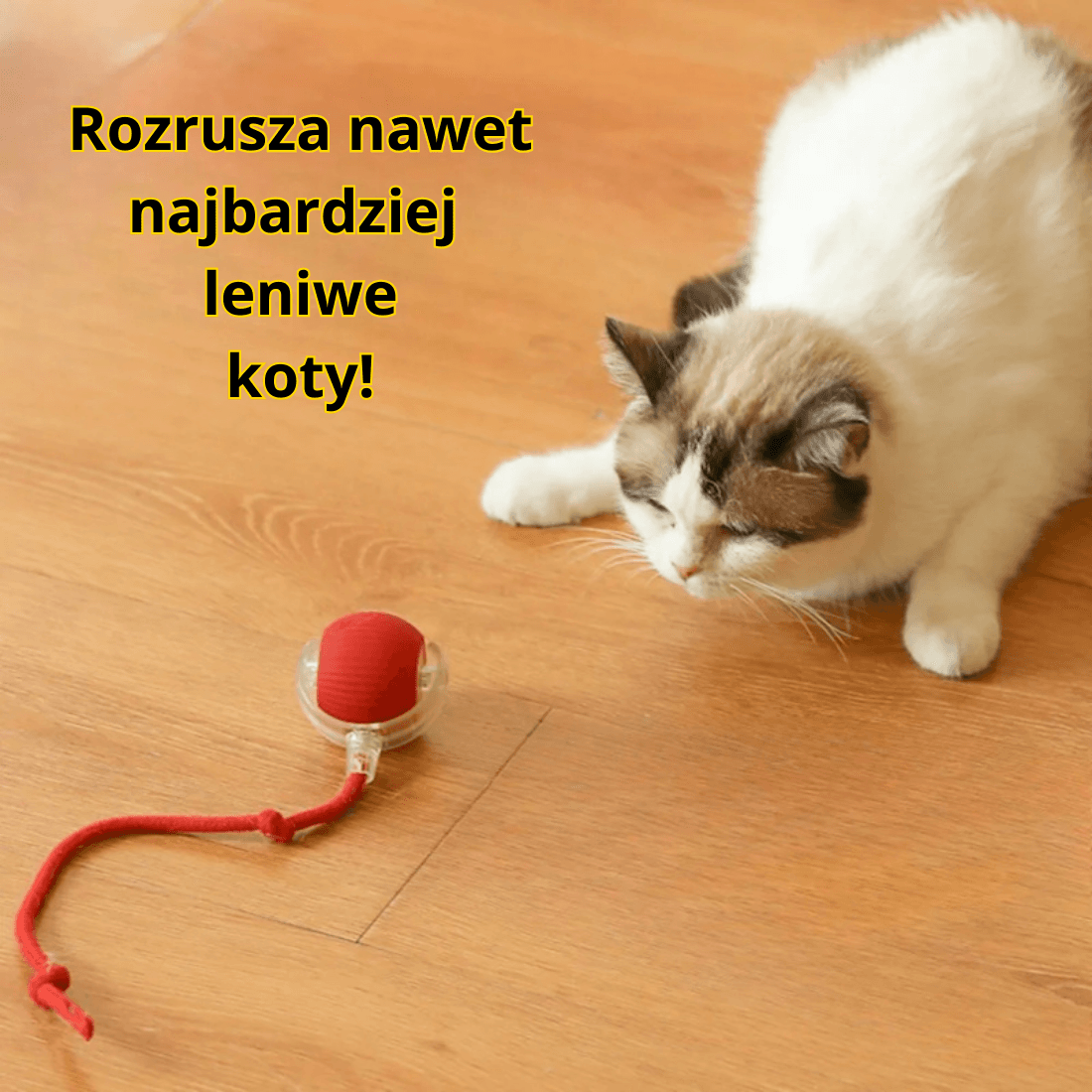 🐱 Interaktywna zabawka Kula Łapula dla kota – zabawa non-stop!